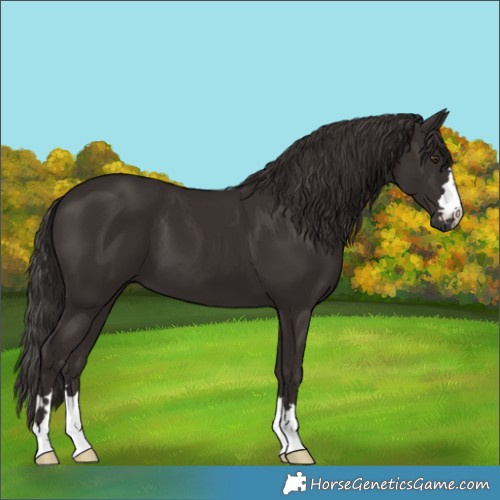 Horse Color:Liver Chestnut 
