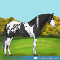 Horse Color:Black Splash Tobiano Appaloosa