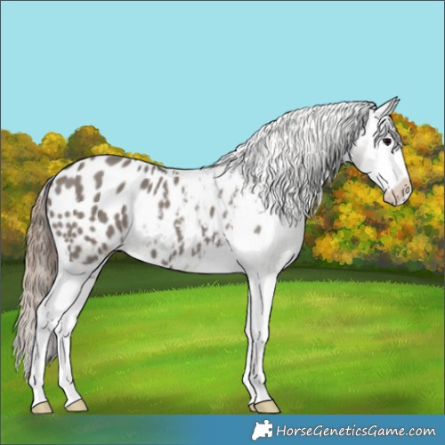 Horse Color:Grullo Splash Blanket