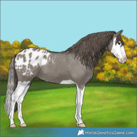 Horse Color:Grullo Splash Appaloosa 
