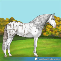 Horse Color:Grullo Splash Blanket