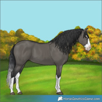 Horse Color:Grullo Splash
