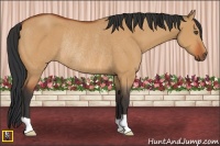 Horse Color:Bay Dun Rabicano 