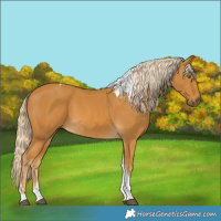 Horse Color:Palomino Tobiano