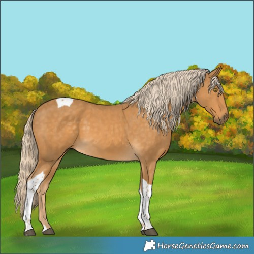 Horse Color:Palomino Tobiano 