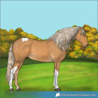 Horse Color:Palomino Tobiano 