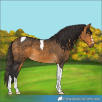 Horse Color:Buckskin Tobiano 