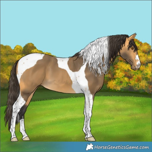 Horse Color:Buckskin Tobiano 