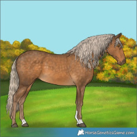 Horse Color:Chocolate Palomino Tobiano