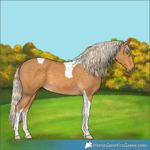 Horse Color:Palomino Tobiano 