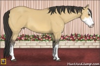 Horse Color:Buckskin Dun Sabino Rabicano 