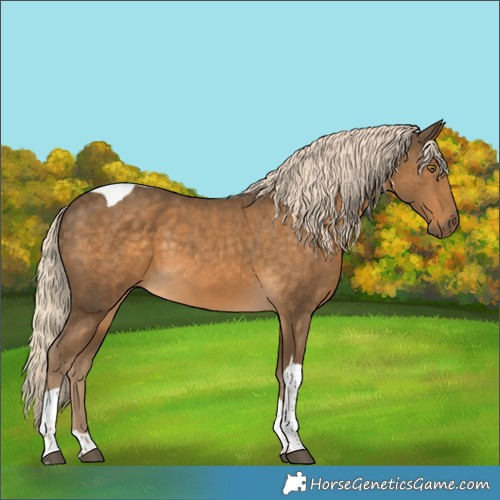 Horse Color:Chocolate Palomino Tobiano 