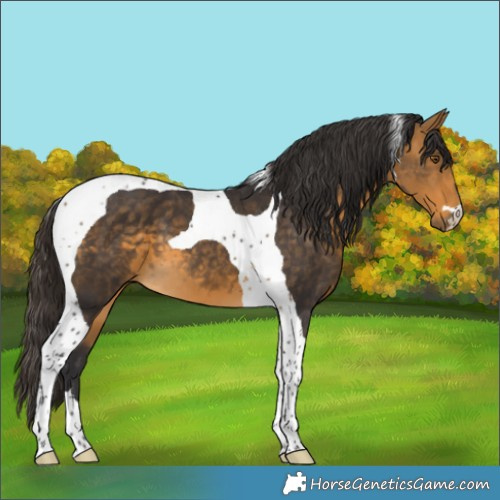 Horse Color:Buckskin Tobiano 