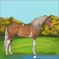 Horse Color:Chocolate Palomino Tobiano 