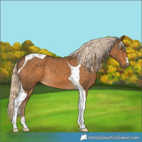 Horse Color:Chocolate Palomino Tobiano