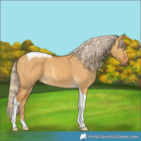 Horse Color:Palomino Dun Tobiano