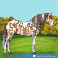 Horse Color:Buckskin Splash Tobiano Near Leopard 