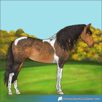 Horse Color:Buckskin Tobiano 