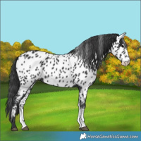 Horse Color:Black Sabino Near Leopard 