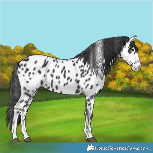 Horse Color:Black Sabino Appaloosa 