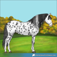 Horse Color:Black Sabino Near Leopard 