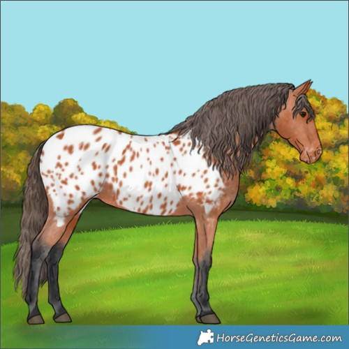 Horse Color:Bay Appaloosa 