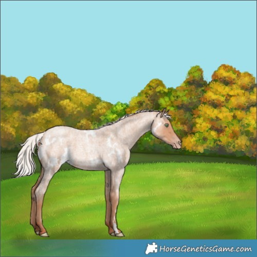 Horse Color:White Spotted Silver Amber Champagne Roan 