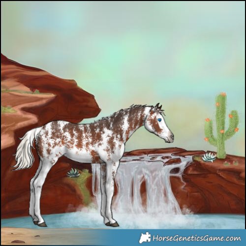 Horse Color:Gray Silver Bay Sabino Splash Rabicano 