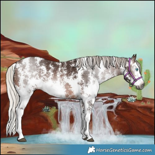 Horse Color:Gray Silver Bay Sabino Splash Rabicano 