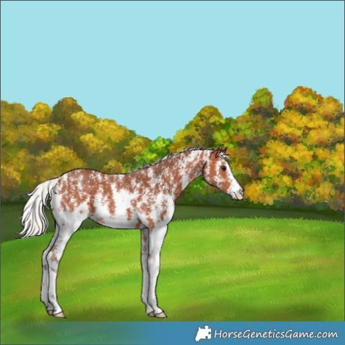 Horse Color:Silver Bay Sabino 