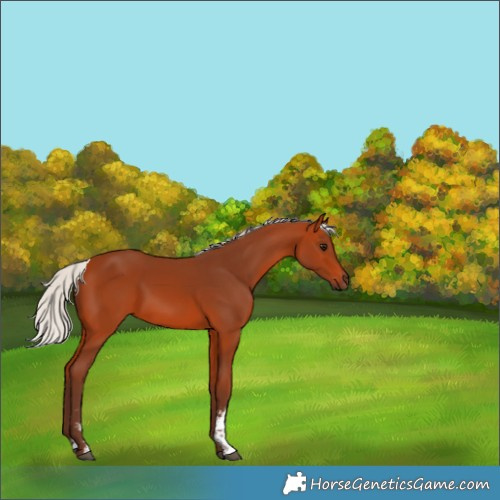 Horse Color:Silver Bay Sabino 