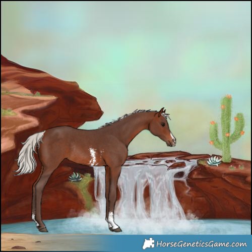 Horse Color:Silver Brown Sabino Rabicano