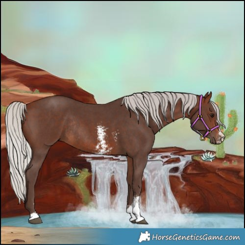 Horse Color:Silver Brown Sabino Rabicano 