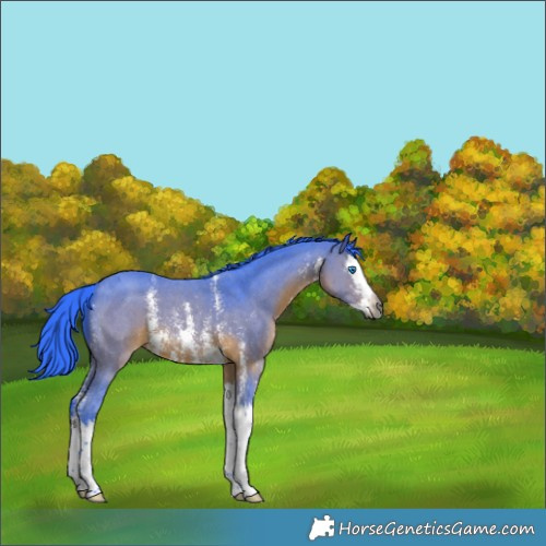Horse Color:Gray Watercolor Bay Sabino Splash 