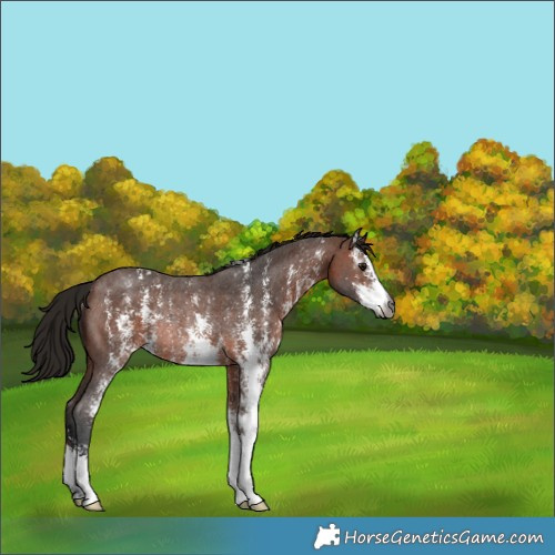Horse Color:Gray Bay Sabino Rabicano 