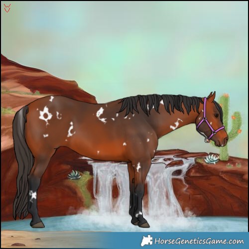 Horse Color:White Spotted Bay Rabicano 