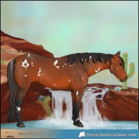 Horse Color:White Spotted Bay Rabicano