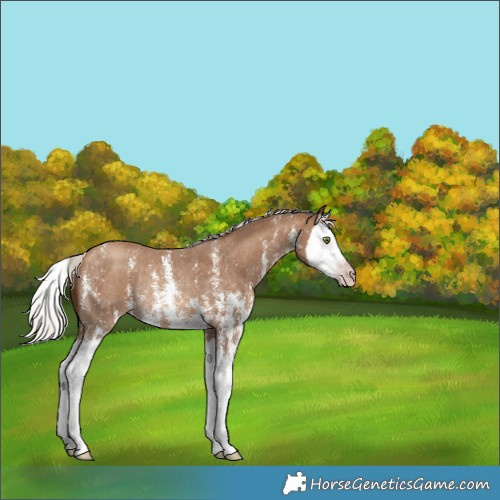 Horse Color:Gray Silver Classic Champagne Sabino Splash Rabicano