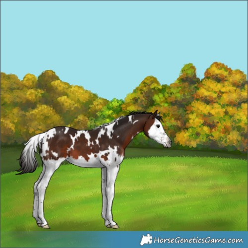 Horse Color:Gray White Spotted Bay Splash