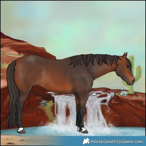 Horse Color:Bay Rabicano 