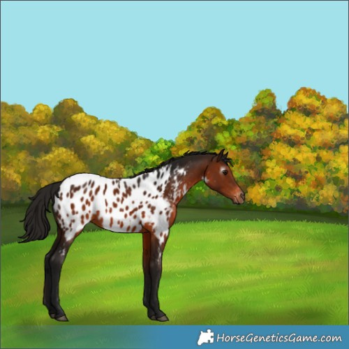 Horse Color:Gray Bay Appaloosa Rabicano 