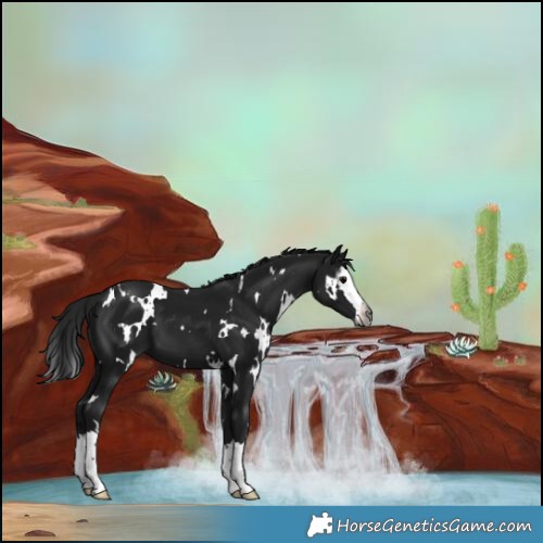 Horse Color:Gray White Spotted Black Splash