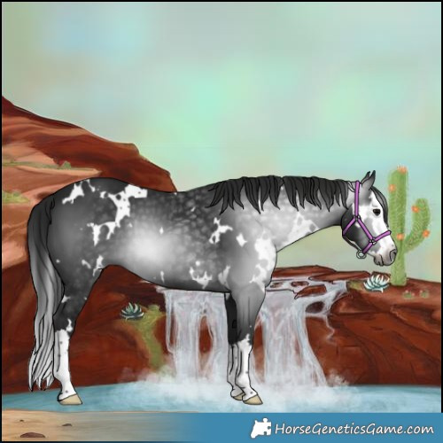 Horse Color:Gray White Spotted Black Splash 