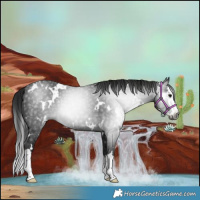 Horse Color:Gray White Spotted Black Splash 