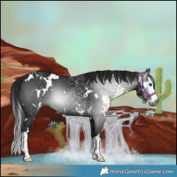 Horse Color:Gray White Spotted Black Splash 