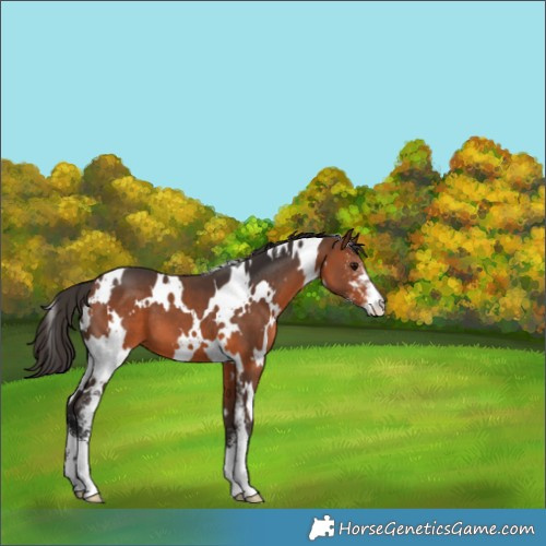 Horse Color:White Spotted Bay Sabino 