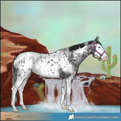 Horse Color:White Spotted Black Ice Splash Appaloosa 