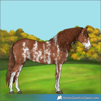 Horse Color:Chestnut Sabino 