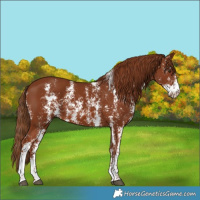 Horse Color:Chestnut Sabino 