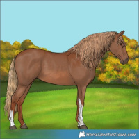 Horse Color:Chestnut Tobiano